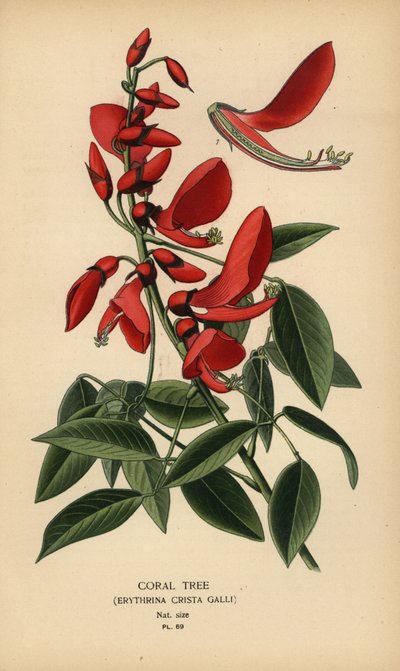 Koraalboom, Erythrina crista-galli door Désiré Georges Jean Marie Bois