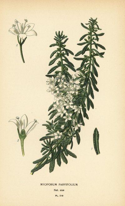 Kruipende boobialla, Myoporum parvifolium. Chromolithografie naar een illustratie van Desire Bois uit Edward Step