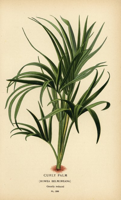 Krulpalm, Howea belmoreana. Kwetsbaar door Désiré Georges Jean Marie Bois