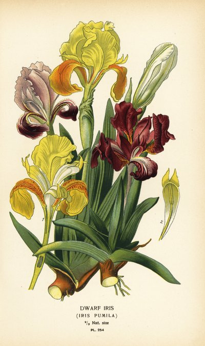 Dwergiris, Iris pumila door Désiré Georges Jean Marie Bois