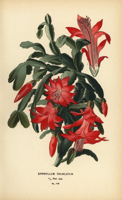 Valse kerstcactus, Schlumbergera truncata door Désiré Georges Jean Marie Bois