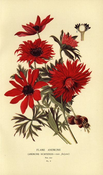 Vlamanemoon, Anemone hortensis door Désiré Georges Jean Marie Bois