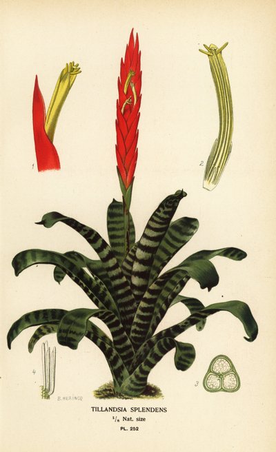 Vlammenzwaard, Vriesea splendens (Tillandsia splendens). Chromolithografie van een illustratie door B. Herincq uit Edward Step