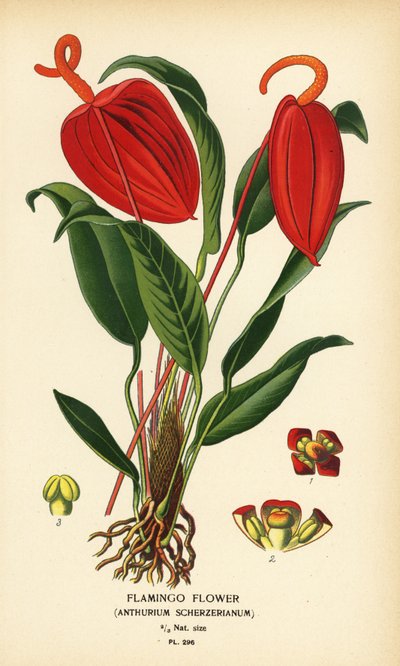 Flamingobloem, Anthurium scherzerianum. Chromolithografie van een illustratie door Desire Bois uit Edward Step