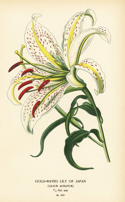 Goudgestreepte lelie van Japan of yamayuri, Lilium auratum door Désiré Georges Jean Marie Bois