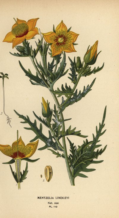 Gouden bartonia of Lindley