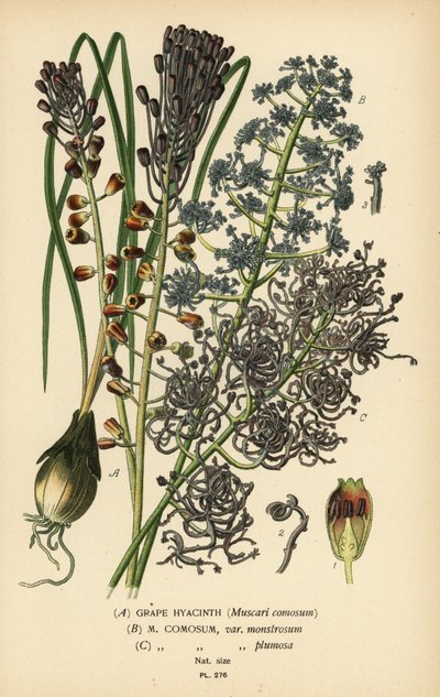 Blauwe druifjes, Leopoldia comosa. Chromolithografie naar een illustratie van Desire Bois uit Edward Step