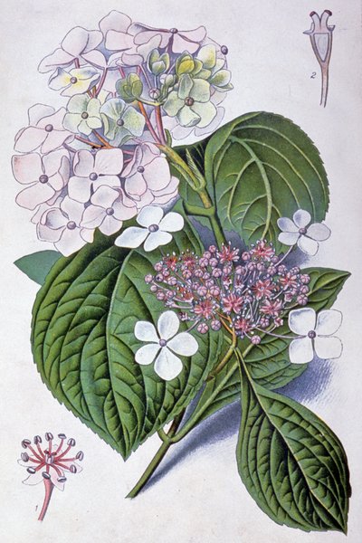 Hortensia, begin 20e eeuw (illustratie) door Désiré Georges Jean Marie Bois