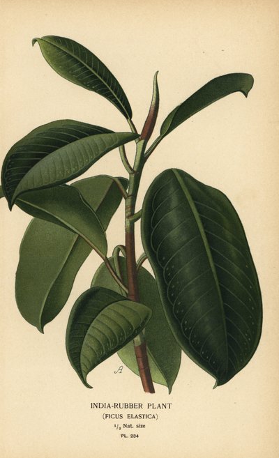 Indiarubberplant, Ficus elastica. Chromolithografie van een illustratie door Desire Bois uit Edward Step