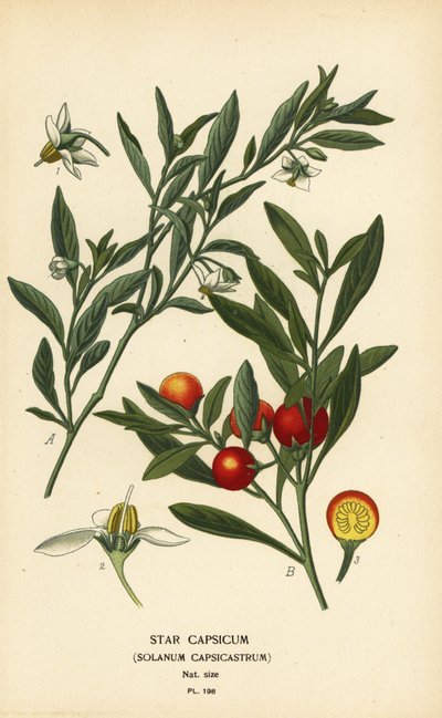 Jeruzalemkers, Solanum pseudocapsicum var. diflorum door Désiré Georges Jean Marie Bois