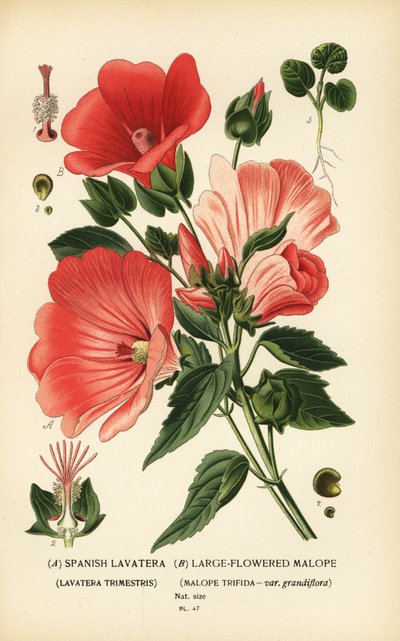 Lavatera trimestris en Malope trifida door Désiré Georges Jean Marie Bois