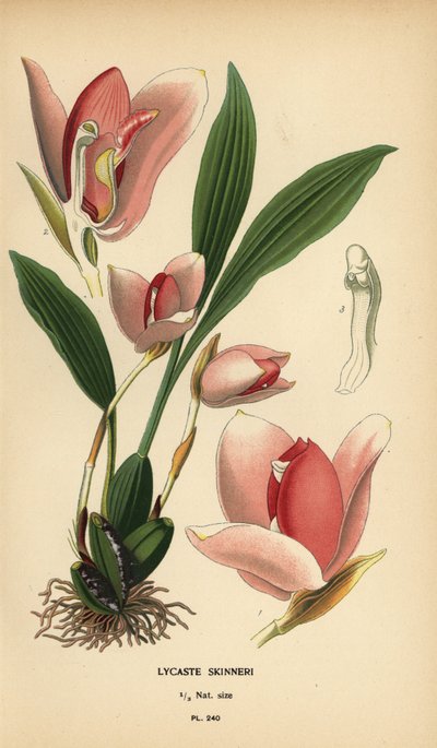 Lycaste virginalis orchidee (Lycaste skinneri) door Désiré Georges Jean Marie Bois