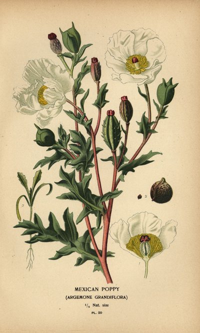 Mexicaanse papaver, Argemone grandiflora door Désiré Georges Jean Marie Bois