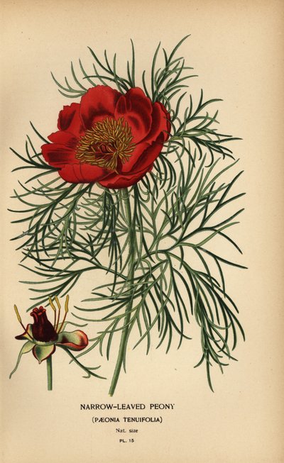 Smalbladige pioenroos, Paeonia tenuifolia door Désiré Georges Jean Marie Bois