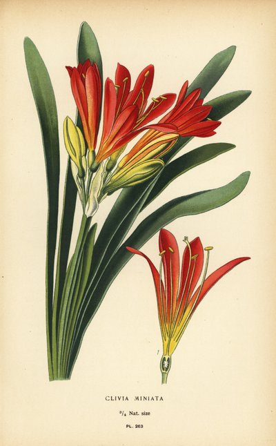 Natal lelie of boslelie, Clivia miniata door Désiré Georges Jean Marie Bois