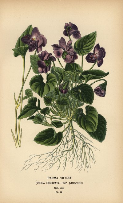 Parma viooltje, Viola odorata door Désiré Georges Jean Marie Bois