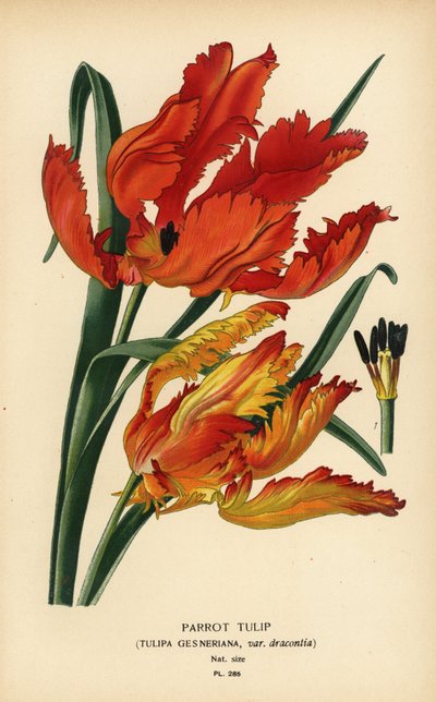 Papegaaitulp, Tulipa gesneriana var. dracontia door Désiré Georges Jean Marie Bois