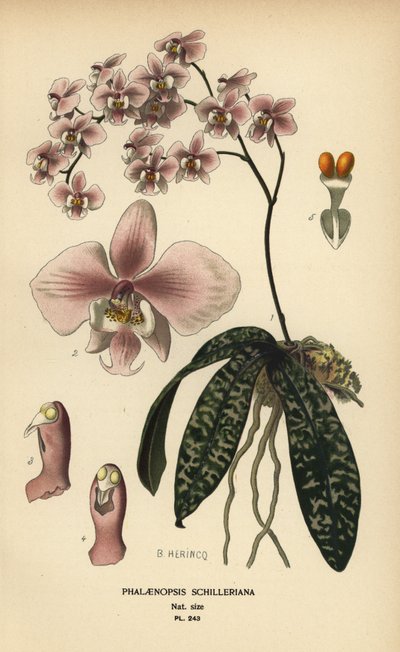 Phalaenopsis schilleriana orchidee. Chromolithografie van een illustratie door B. Herincq uit Edward Step