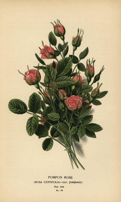 Pomponroos, Rosa centifolia var. pomponia door Désiré Georges Jean Marie Bois