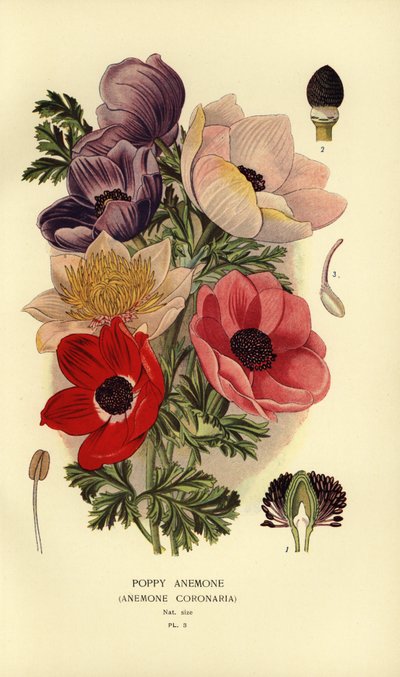 Klaproosanemonen, Anemone coronaria door Désiré Georges Jean Marie Bois