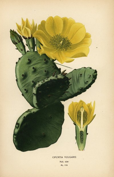 Schijfcactus of Indiase vijg opuntia, Opuntia ficus-indica door Désiré Georges Jean Marie Bois