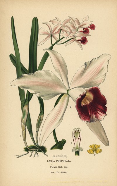 Paarsgevlekte laelia orchidee, Cattleya purpurata door Désiré Georges Jean Marie Bois