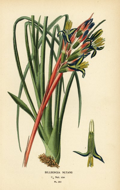 Koninginnetranenplant, Billbergia nutans door Désiré Georges Jean Marie Bois