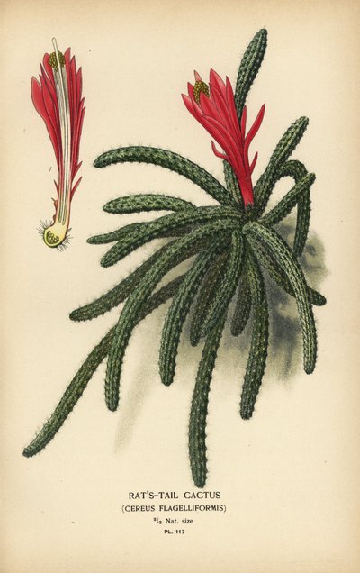 Rattail cactus, Disocactus flagelliformis door Désiré Georges Jean Marie Bois