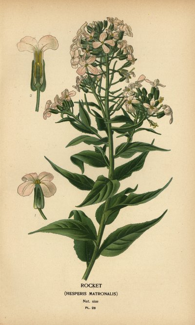 Damastbloem, Hesperis matronalis door Désiré Georges Jean Marie Bois