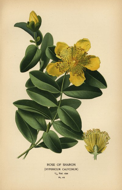 Roos van Sharon, Hypericum calycinum door Désiré Georges Jean Marie Bois