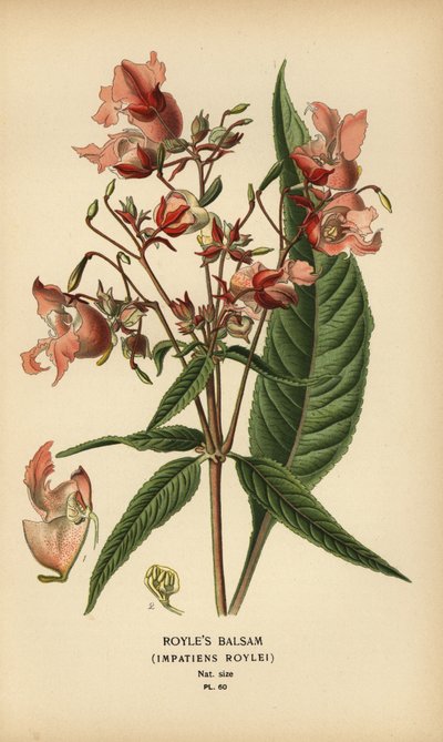 Royles balsemien, Impatiens roylei door Désiré Georges Jean Marie Bois