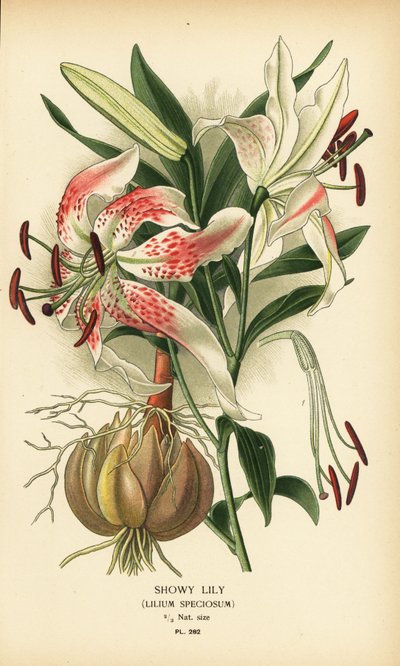 Prachtlelie, Lilium speciosum door Désiré Georges Jean Marie Bois
