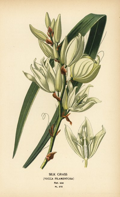 Zijdegras, Yucca filamentosa door Désiré Georges Jean Marie Bois