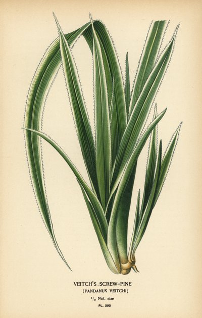 Tahitian schroefpalm, Pandanus tectorius door Désiré Georges Jean Marie Bois