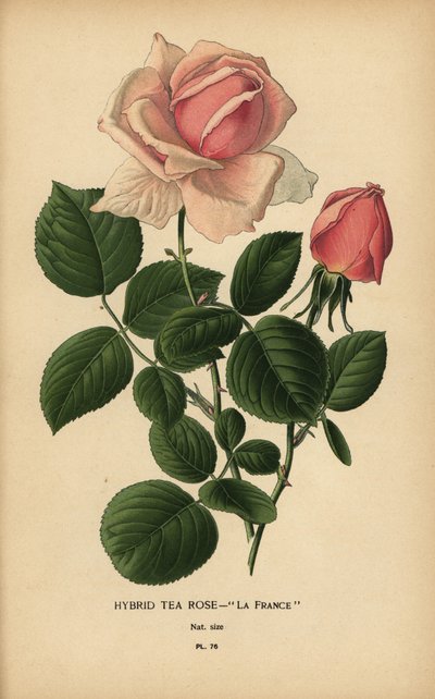 Theeroos hybride, La France, Rosa × odorata door Désiré Georges Jean Marie Bois