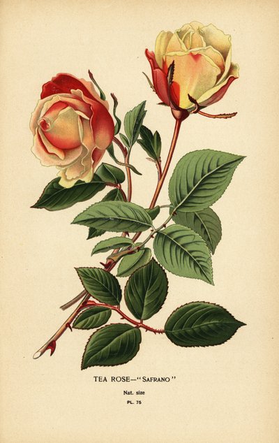 Theeroos hybride, Safrano, Rosa × odorata door Désiré Georges Jean Marie Bois