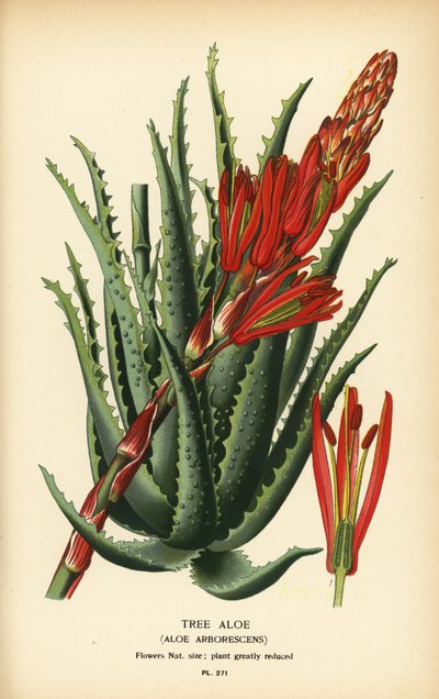 Boomaloë, Aloe arborescens door Désiré Georges Jean Marie Bois