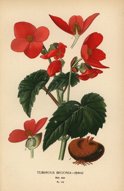 Knolbegonia hybride door Désiré Georges Jean Marie Bois