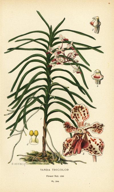 Vanda tricolor orchidee. Chromolithografie naar een illustratie van B. Herincq uit Edward Step