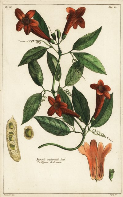 Knoflookwijnstok, Bignonia aequinoctialis, Linn door Duchesne Duchesne