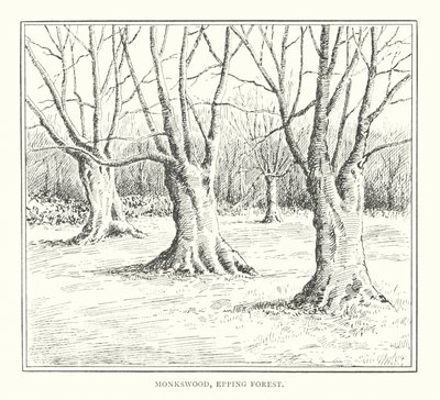 Monkswood, Epping Forest door Duncan Moul