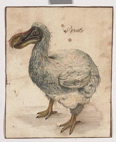 Een Dodo door Dutch School