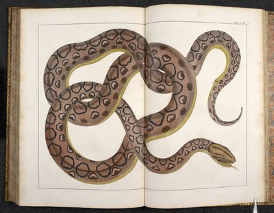 Een python, uit 