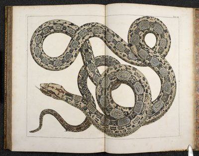 Een python, uit 