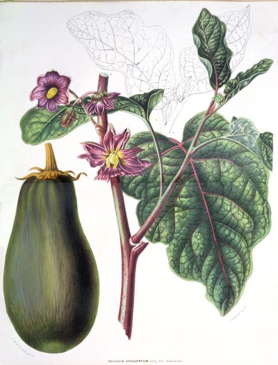 Aubergine, botanische plaat uit Flore des Jardins du Royame des Pays-Bas door A. W. Sythoff, 1860 door Dutch School