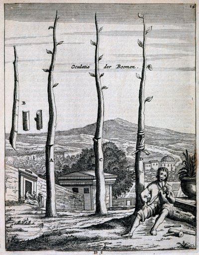 Fruitbomen, uit De Nederlandze Hesperides door Jan Commelin, gepubliceerd 1676 door Dutch School
