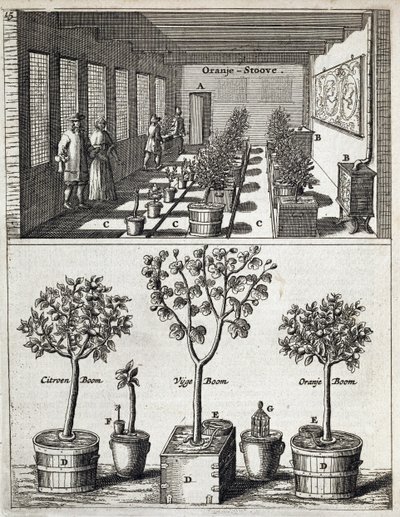 Oranjerie, uit De Nederlandze Hesperides door Jan Commelin, gepubliceerd 1676 door Dutch School