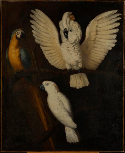 Papegaaien, ca. 1670 door Dutch School