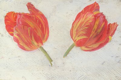 Studies van tulpen, c.1830 door Dutch School