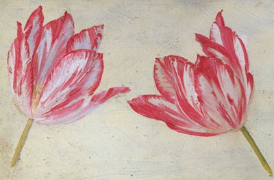 Studies van tulpen, c.1830 door Dutch School